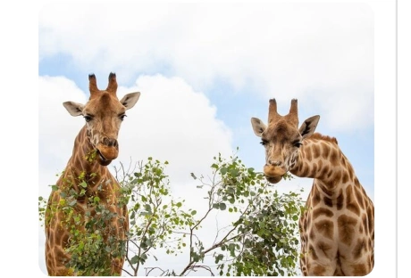 Giraffes at Werribee Zoo
